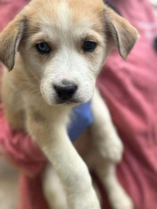 MUFFIN (AL) - Husky / Shepherd available for adoption