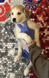 Muffin (AL) - Photo 3