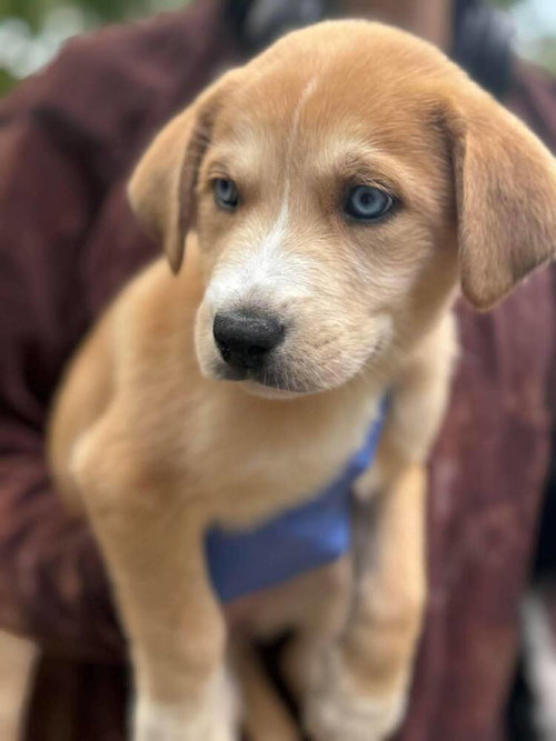 Maple (AL), an adoptable Husky in New York, NY