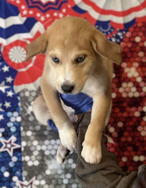 MAPLE (AL) - Husky / Shepherd available for adoption