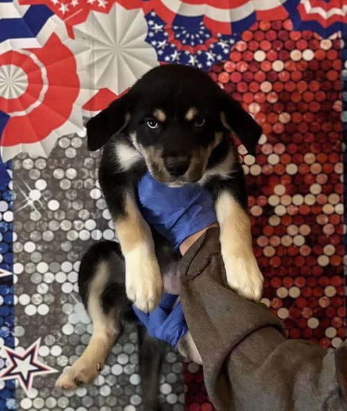 MOCHA (AL) - Husky / Shepherd available for adoption