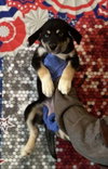 Mocha (AL) - Photo 2