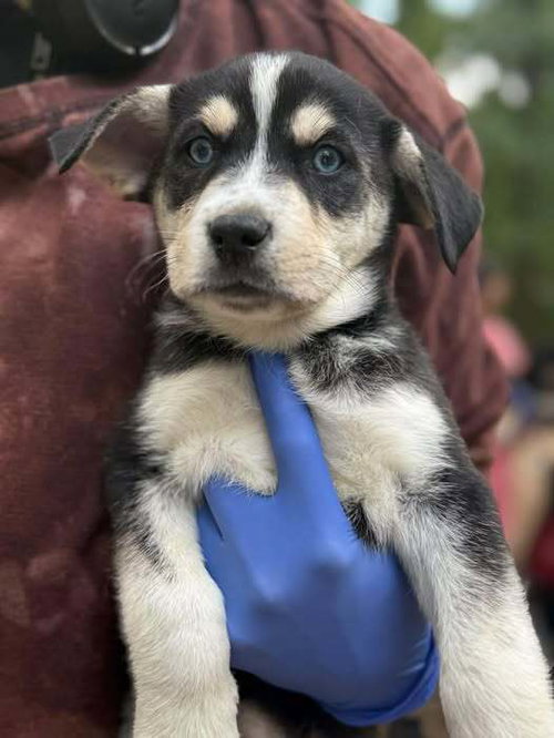 Marco (AL), an adoptable Husky in New York, NY