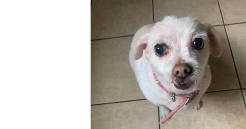 Mabel (TX), an adoptable Terrier in New York, NY
