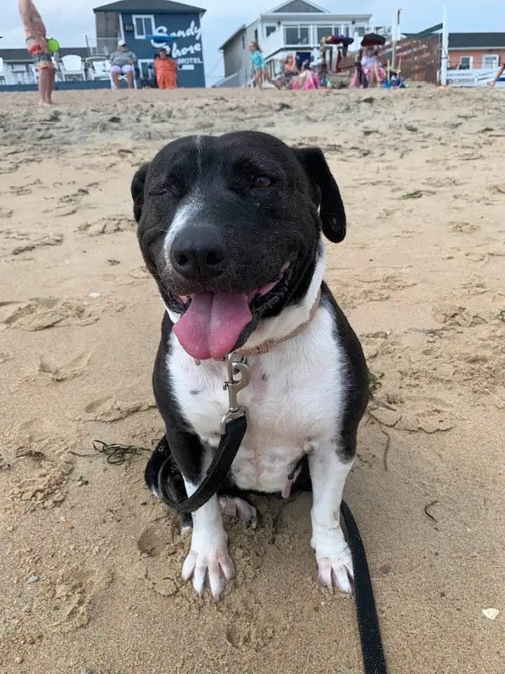 Citrus Tx - Pit Bull Terrier
