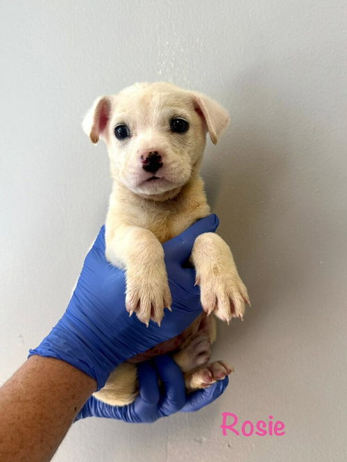 Rosey (AL), an adoptable Chihuahua in New York, NY