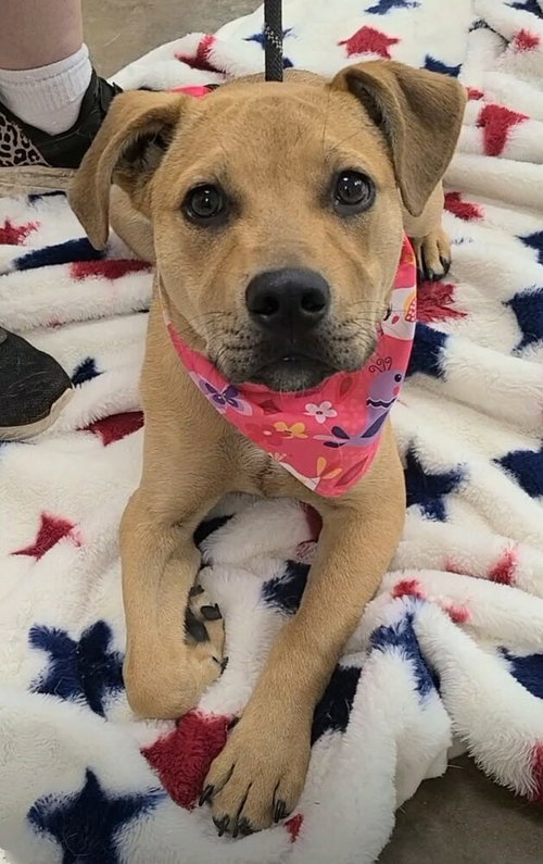 Roscoe (AL), an adoptable Terrier in New York, NY