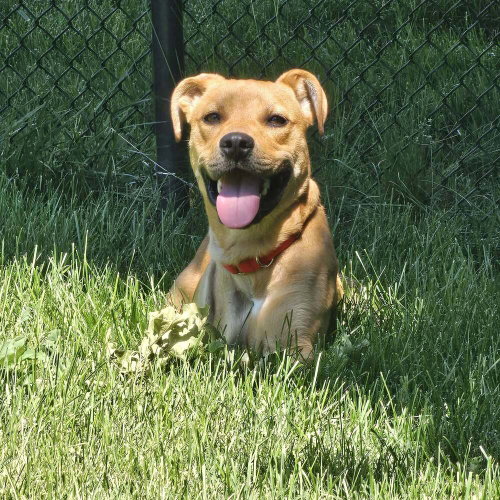 Roscoe (AL)