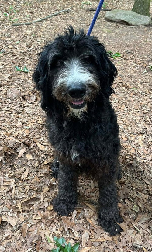 Reggie (SC), an adoptable Golden Retriever in New York, NY