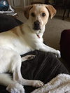 Boomer - Photo 2