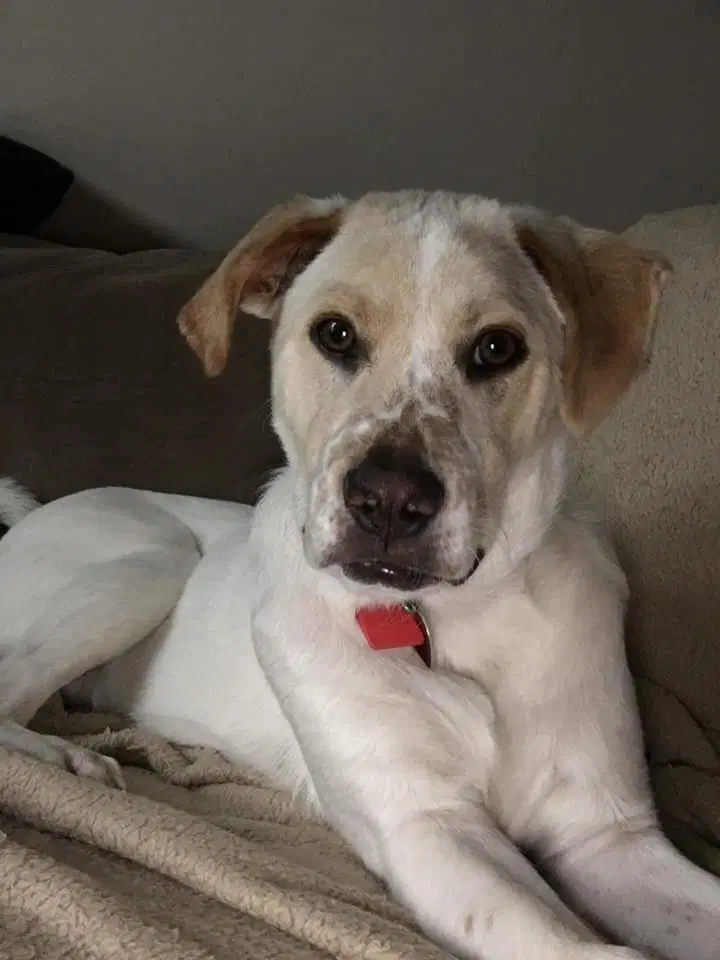 Boomer image 3