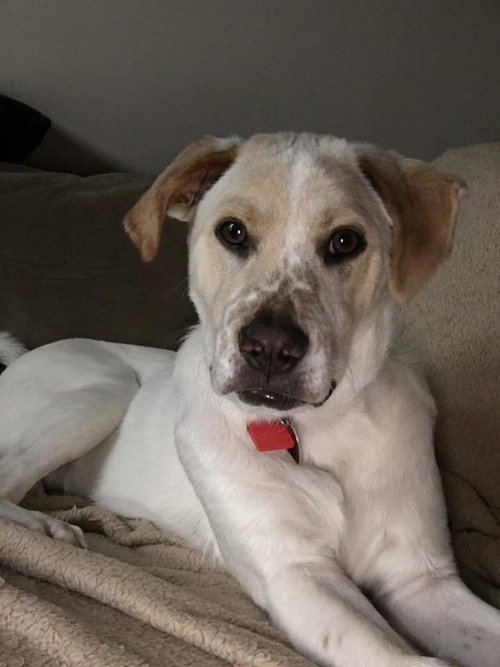 Boomer photo 3