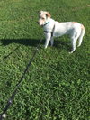Boomer - Photo 4