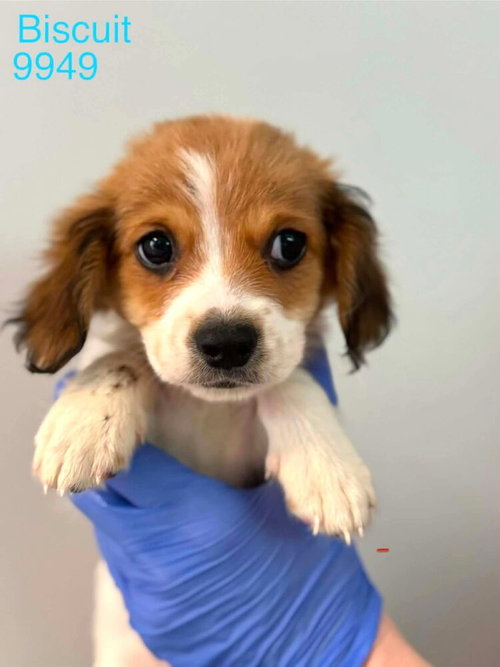 Biscuit (AL), an adoptable Beagle in New York, NY