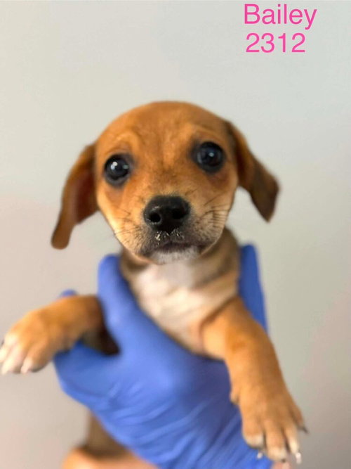 Bailey (AL), an adoptable Beagle in New York, NY