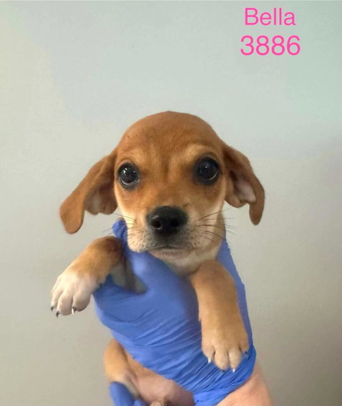 Bella (AL), an adoptable Beagle in New York, NY
