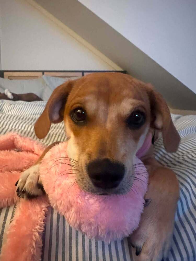 Bella (AL), dog