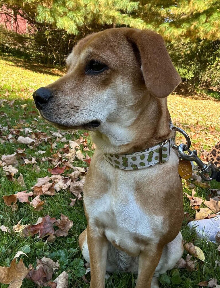 Bella (AL)