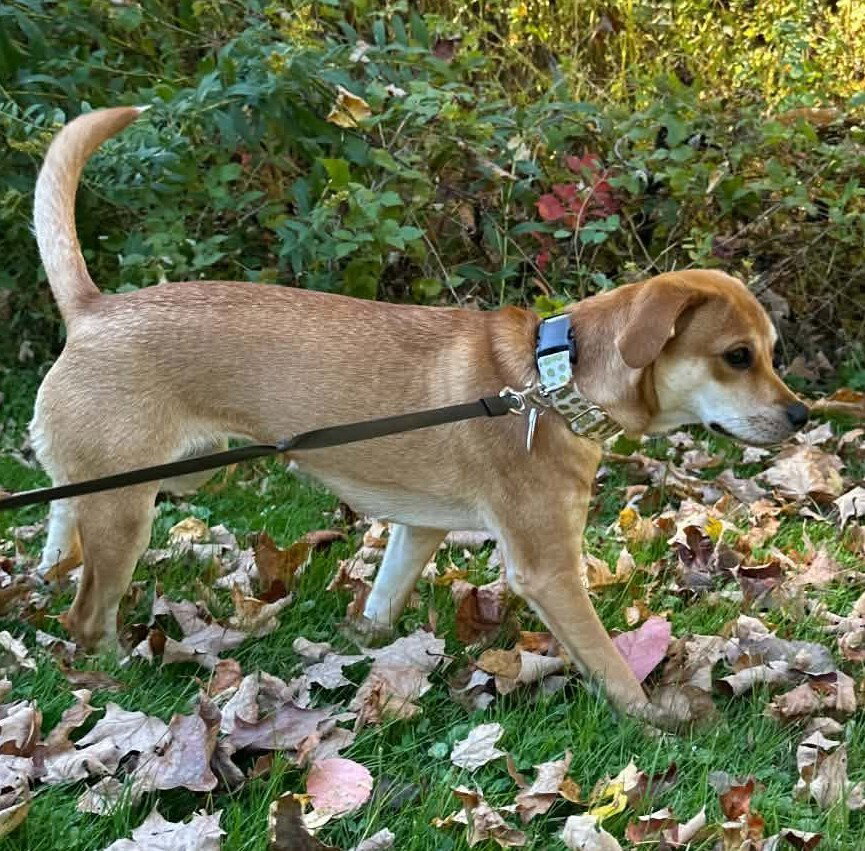 Bella (AL), photo 2