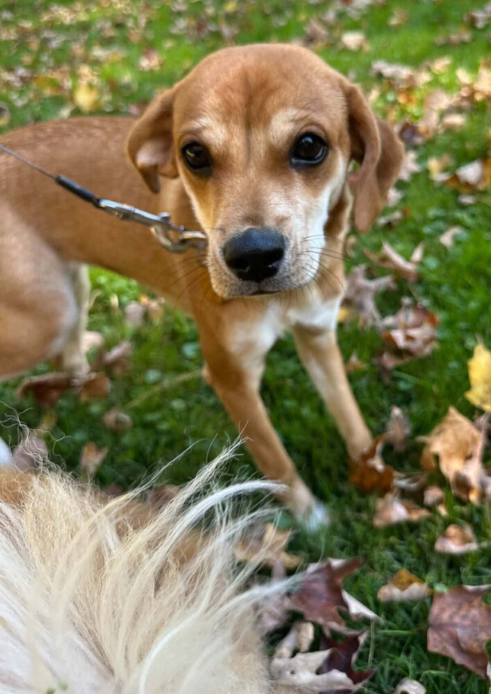 Bella (AL), photo 3