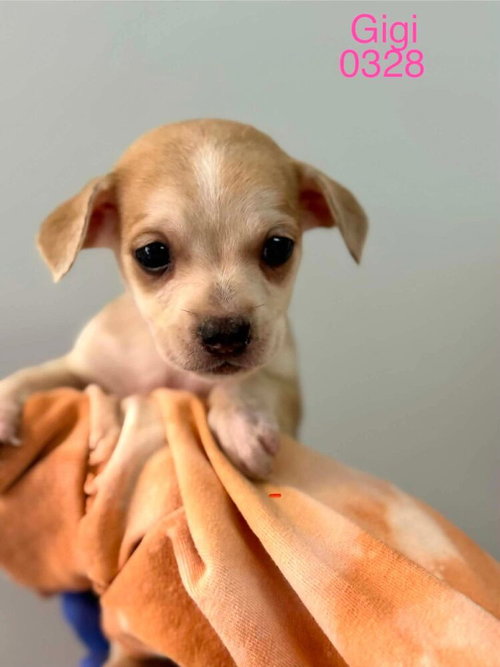 Gigi (AL), an adoptable Beagle in New York, NY