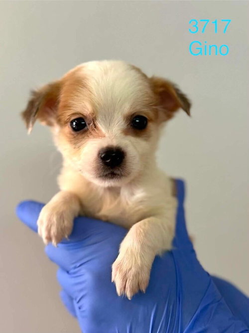 Gino (AL), an adoptable Beagle in New York, NY