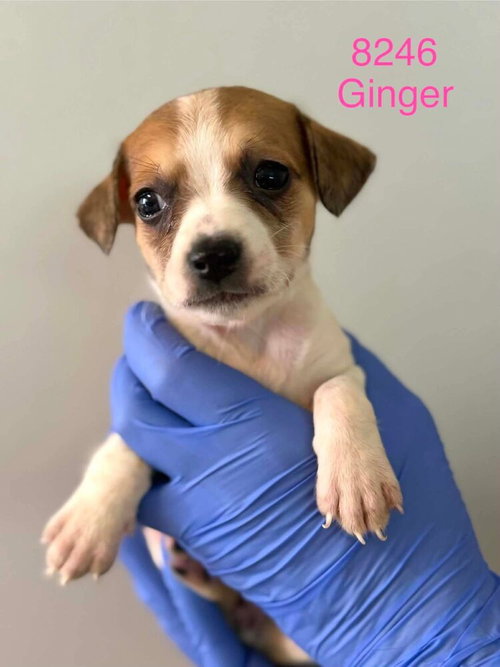 Ginger (AL), an adoptable Beagle in New York, NY