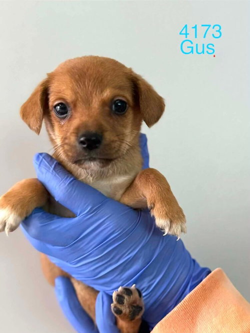 Gus (AL), an adoptable Beagle in New York, NY