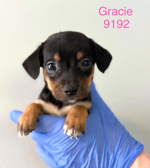 Gracie (AL), an adoptable Beagle in New York, NY