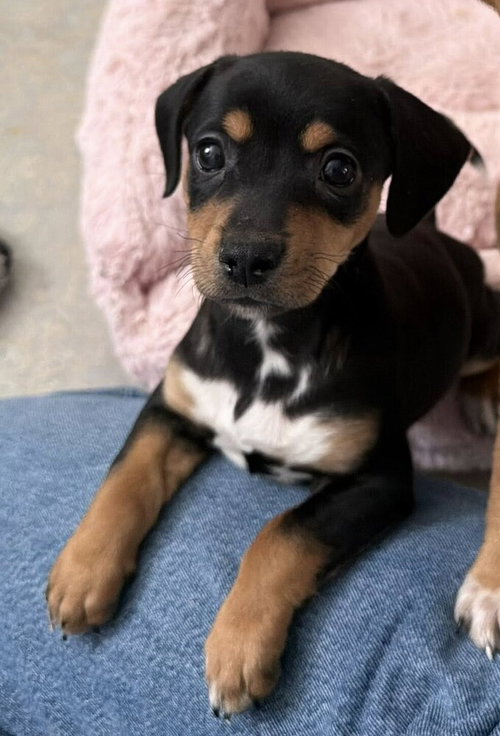Gracie (AL)