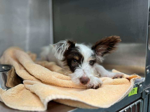 Delilah (Skittles) (TX), an adoptable Terrier in New York, NY
