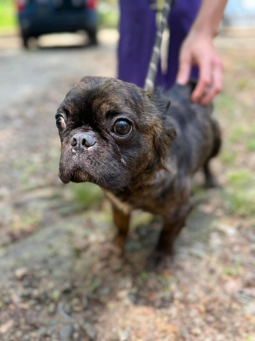 Claire (GA), an adoptable French Bulldog in New York, NY