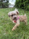 Rocky (NY) - Photo 1
