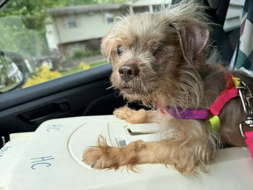 ROCKY (NY) - Terrier available for adoption