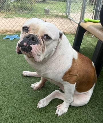MEADOW (SC) - American Bulldog available for adoption