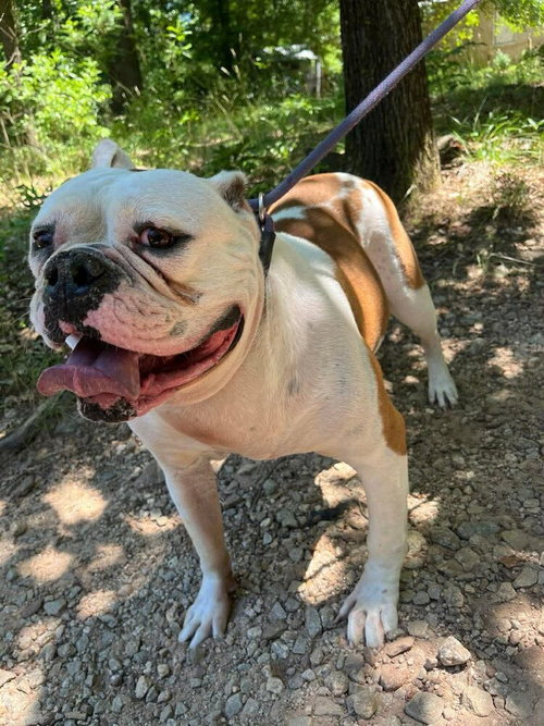 MEADOW (SC) - American Bulldog available for adoption