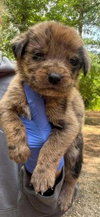 Huey (GA) - Photo 1