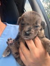 Louie (GA) - Photo 1