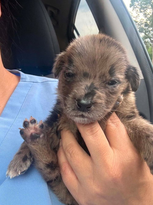 Louie (GA), an adoptable Australian Shepherd in New York, NY
