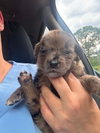 Louie (GA) - Photo 2