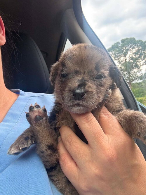 LOUIE (GA) - Australian Shepherd available for adoption