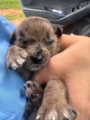 Louie (GA) - Photo 3