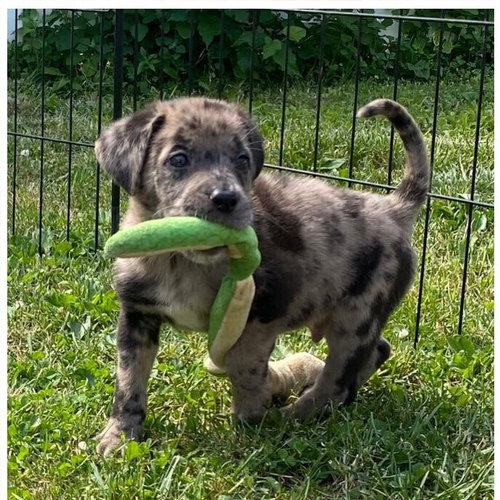 Louie (GA) photo 3