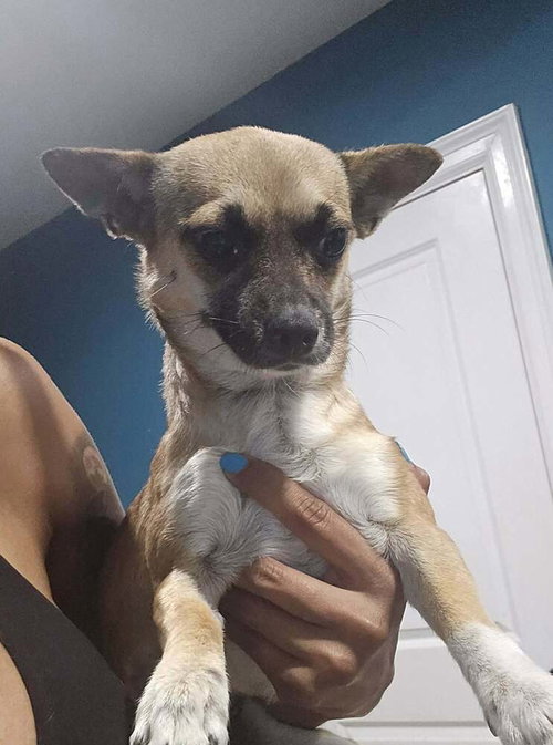 Emma (TX1), an adoptable Chihuahua in New York, NY