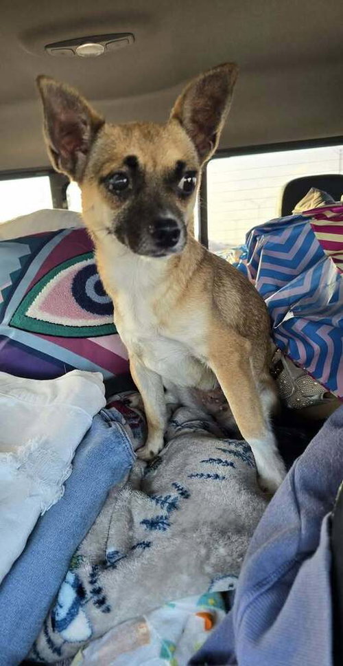 Emma1 (TX)