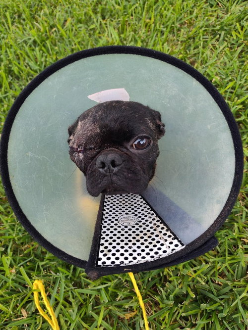 Chai (TX), an adoptable Pug in New York, NY