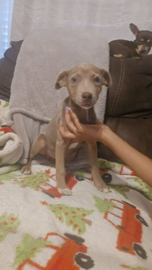 Tookie (TX) aka Girl photo 3