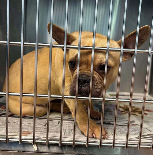 Oliver (GA), an adoptable French Bulldog in New York, NY