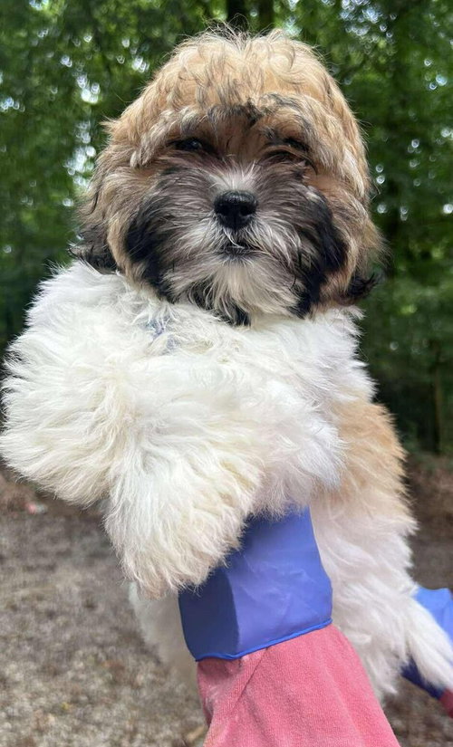 Pippa (OH)