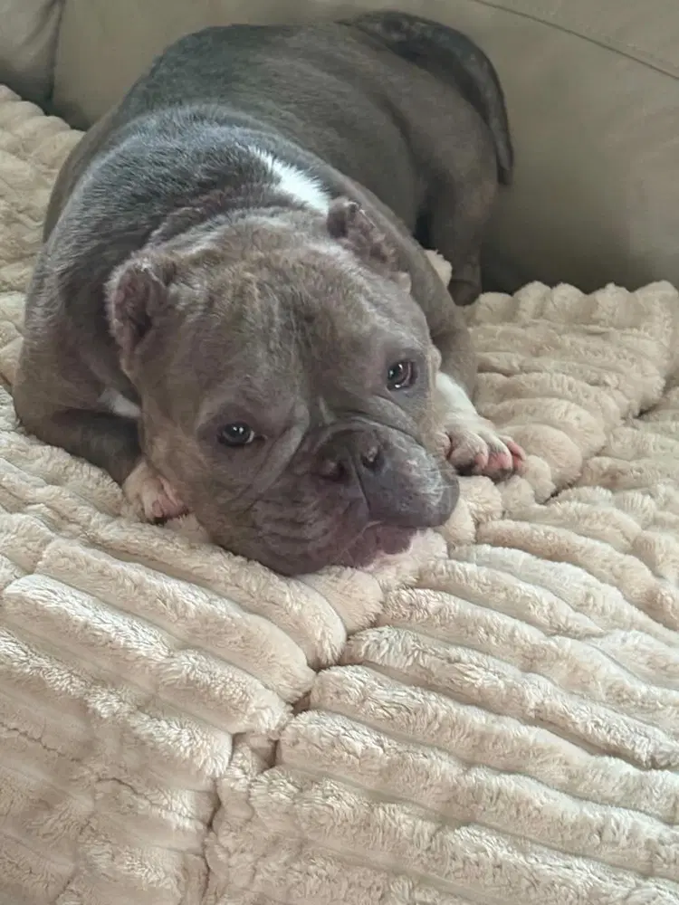 Coco Ga - French Bulldog